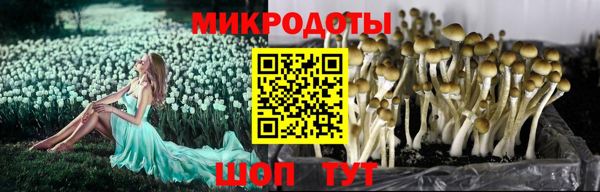 Зеленогорск  наркотики  Вход с VPN  Псилоцибиновые грибы GOLDEN TEACHER 